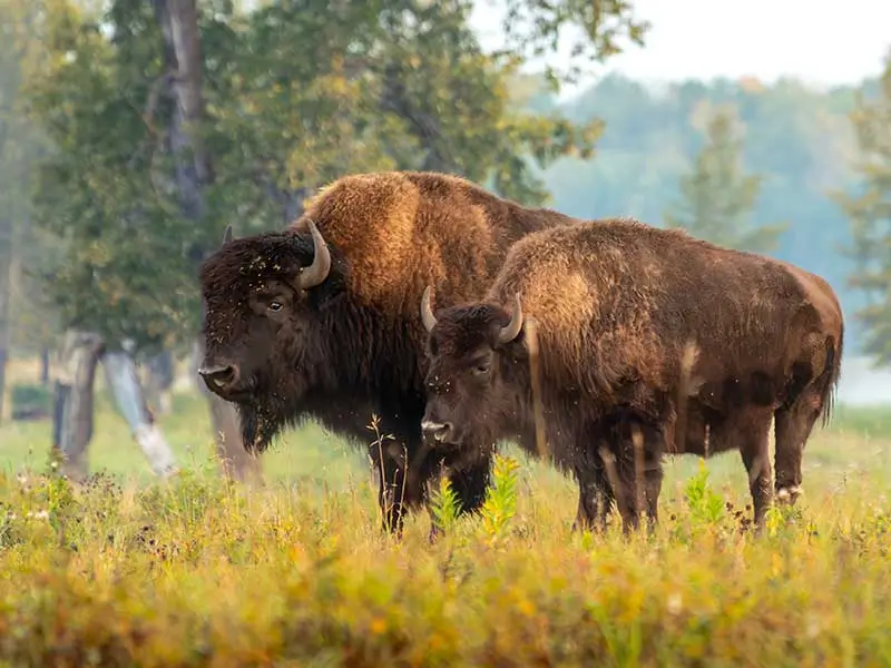 Bison cow in Elk Island National Park