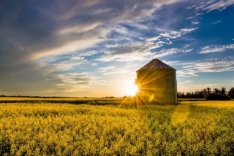 Sunset over a canola field